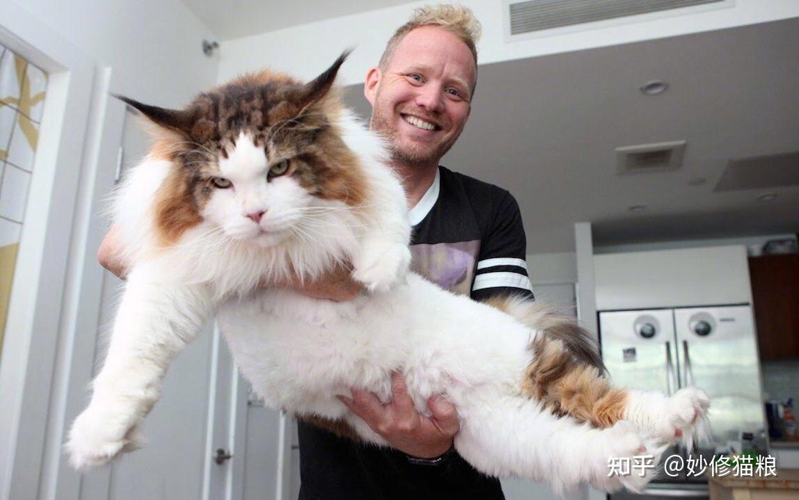 缅因猫多久洗一次澡很多人都错了
