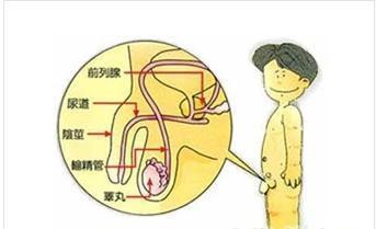 家长如何判断孩子是不是隐睾