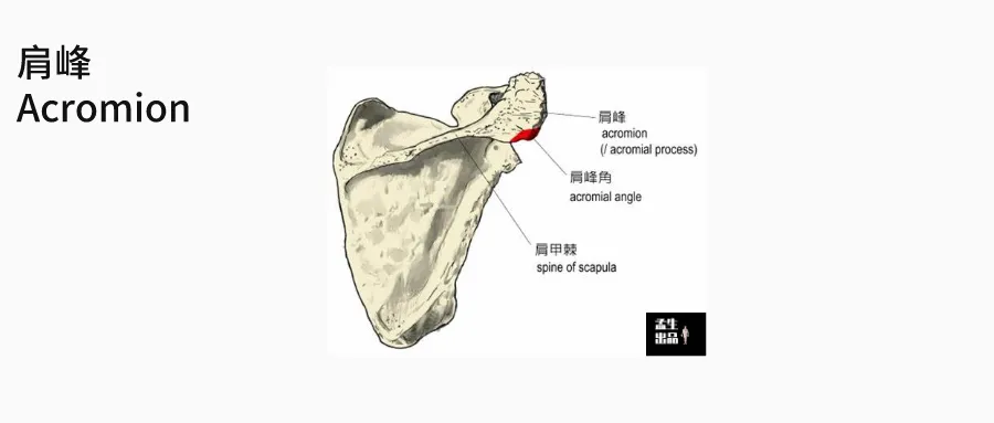 肩关节肌骨解剖学—第二讲 肩胛骨 知乎