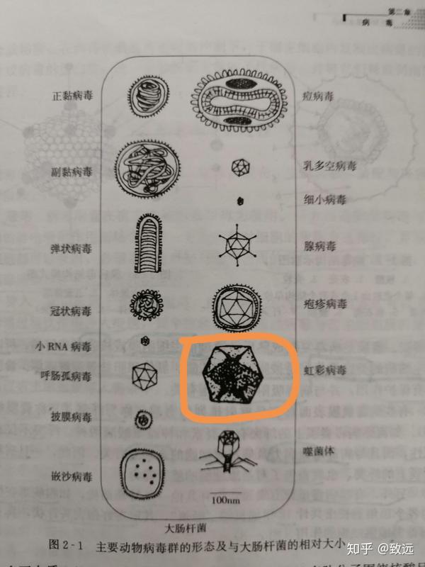 圈内为虹彩病毒