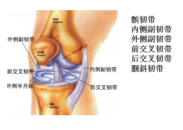 半月板损伤,髌骨软化,膝关节炎,滑膜炎等不是你膝盖疼痛的罪魁祸首.