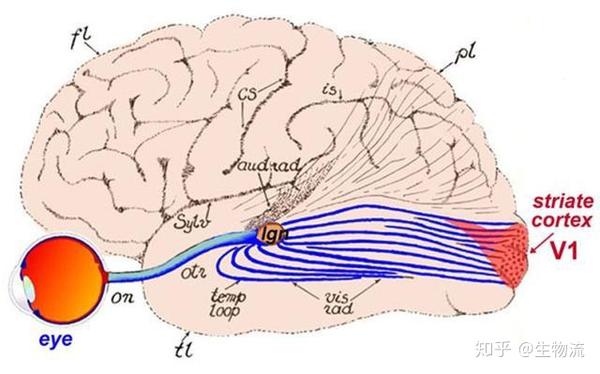 视觉通路:视网膜——外侧膝状体(lgn)——初级视皮层(v1)
