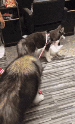 阿拉养二哈当老公它竟出轨未成年小萨正宫大战小三一触即发