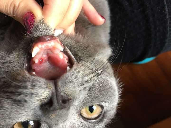 人用的口腔溃疡药猫能吃吗