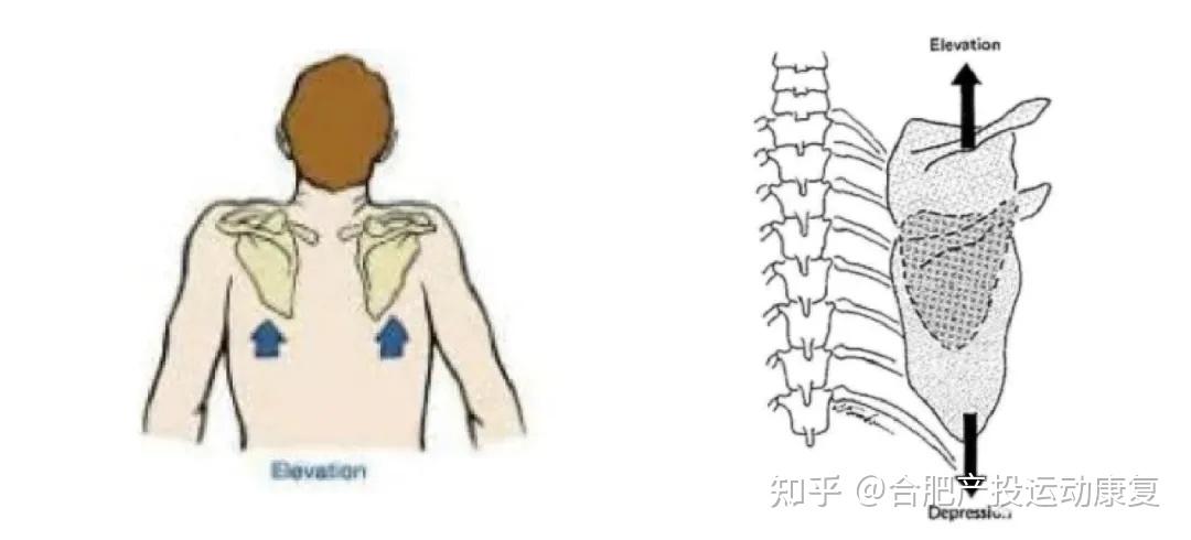 肩关节疼痛,肩关节僵硬,肩关节肌肉萎缩,有可能是肩袖