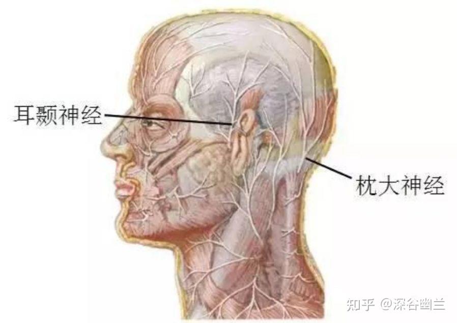在颞肌中,有颞动,静脉顶支,布有耳颞神经和枕大神经会合支.