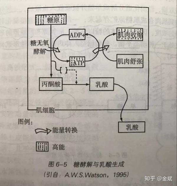 运动后总是酸痛乳酸堆积肌肉拉伤你需要的真相在这