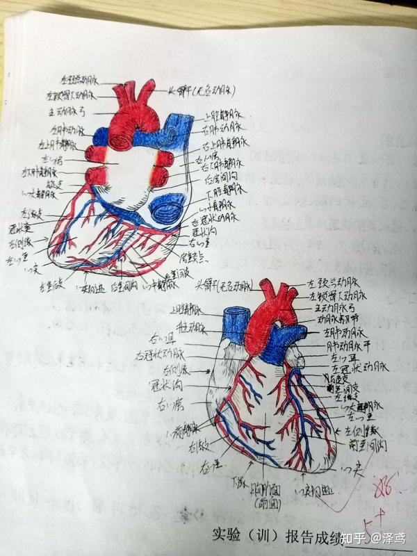 系统解剖实验报告