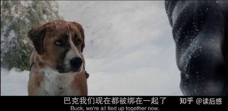 巴克被贩卖到了育空地区,被当地邮局买走,加入邮局送信的雪橇犬行列.