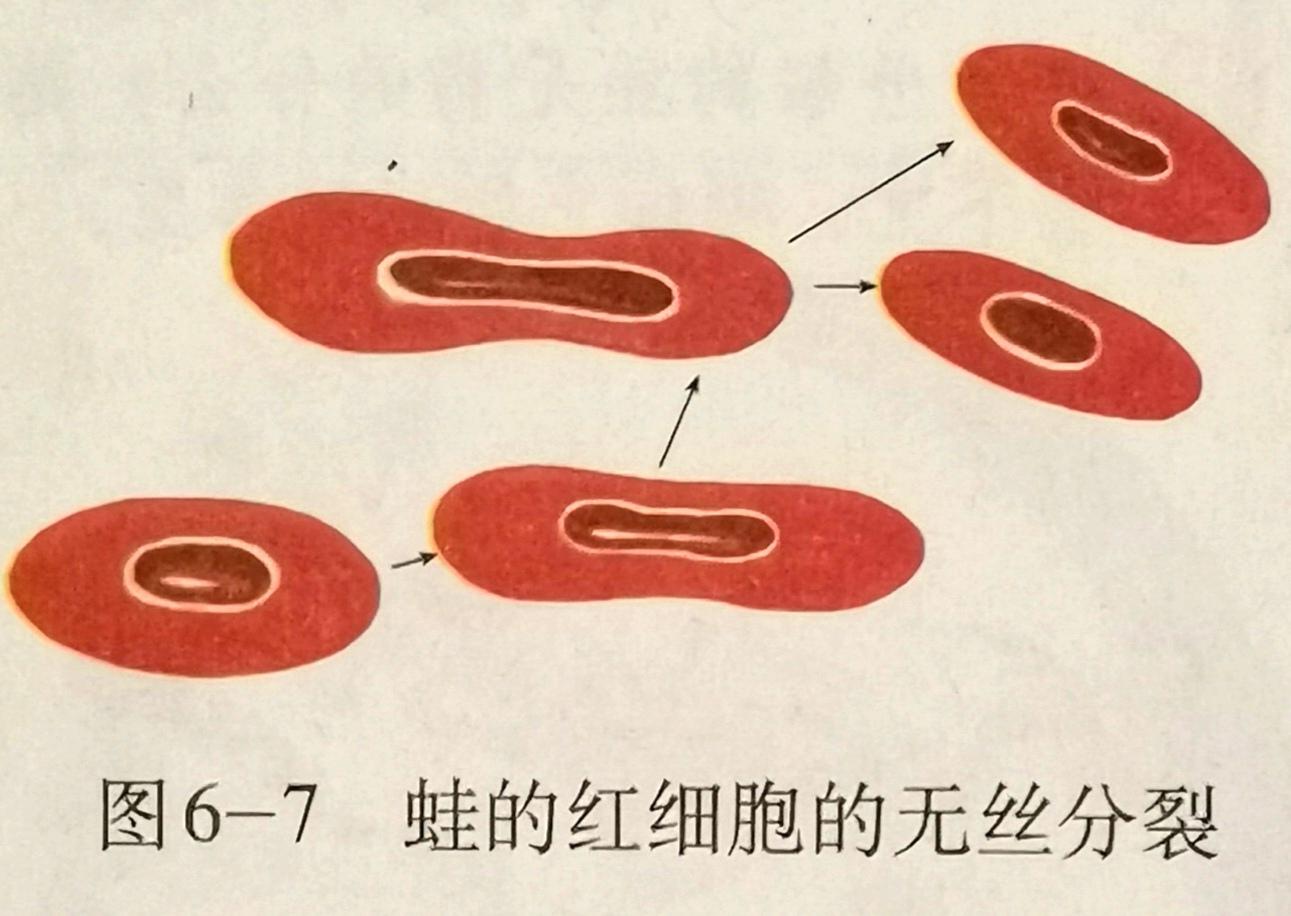 真核细胞无丝分裂能将核dna精准的平均分配到两个子细胞中吗?