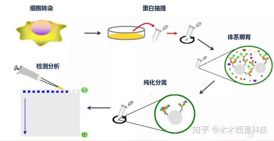 ip实验解析一文让你彻底明白免疫沉淀的真相抗体蛋白