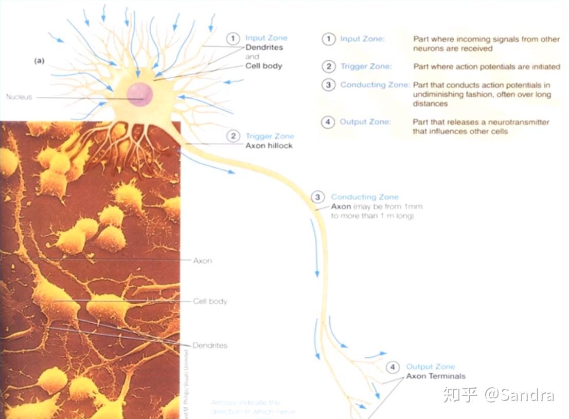神经元的传入部分(接受其他神经元发出的信号,触发区域(轴丘 axon
