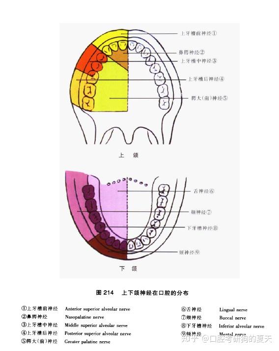 如果你也需要这样一本图谱复习,那这本书很适合你,让口腔解剖考研复习