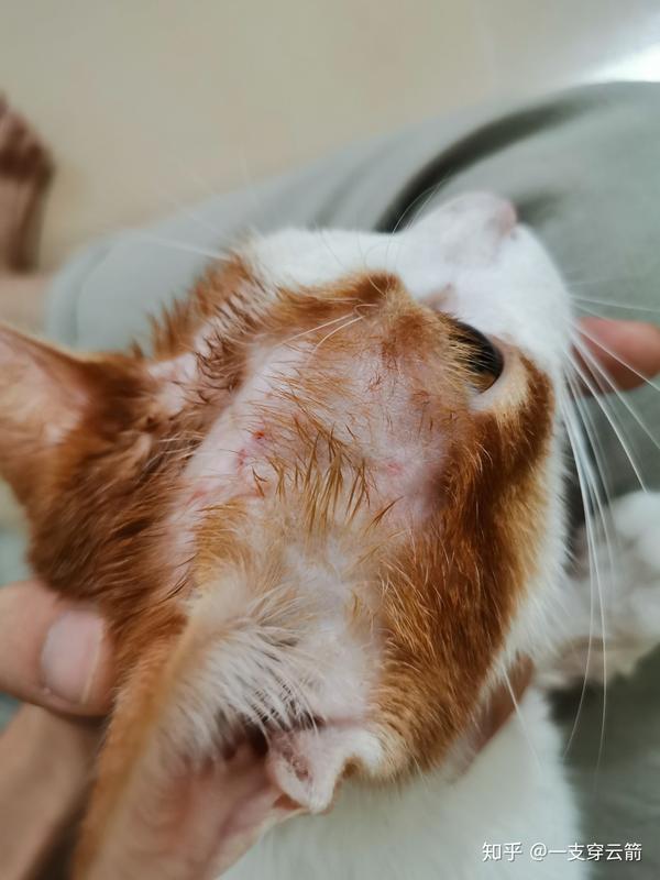 猫秃头了,爪子也没毛了什么毛病,伍德氏灯照不出来荧光
