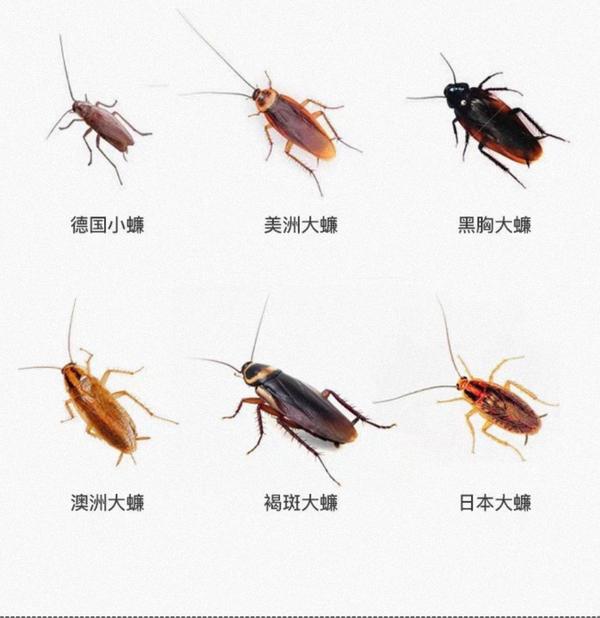 蟑螂的种类