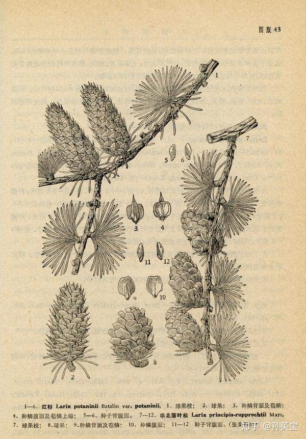 红杉,华北落叶松(引自《中国植物志》张荣厚绘图)