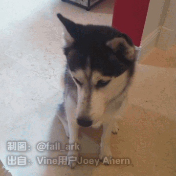 狗子会觉得主人是智障吗?