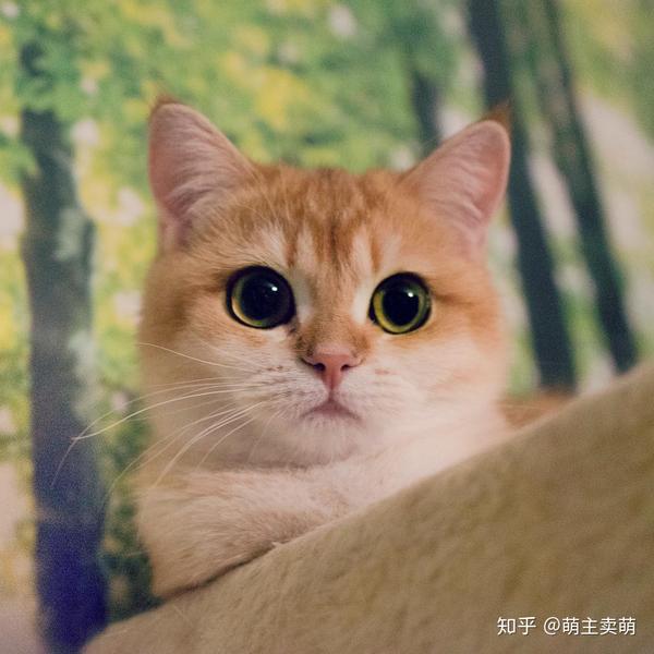 坐等变胖的金渐层小猫咪呀 知乎