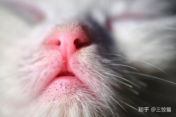 脓包——就是猫长「黑下巴」,或者换个说法:猫毛囊炎