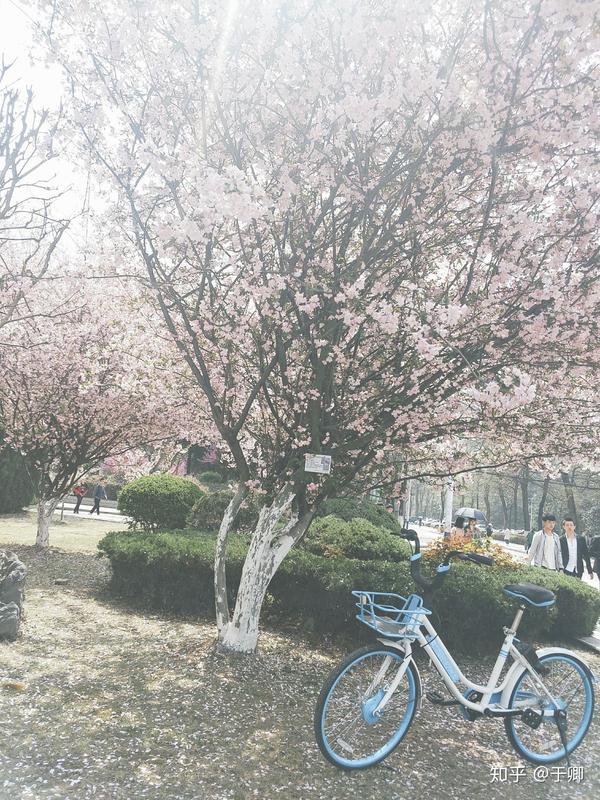 在安徽农业大学就读是怎样的一番体验?