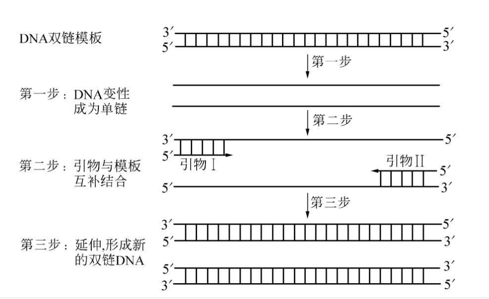 pcr技术知多少3m带你探索新冠核酸检测科技