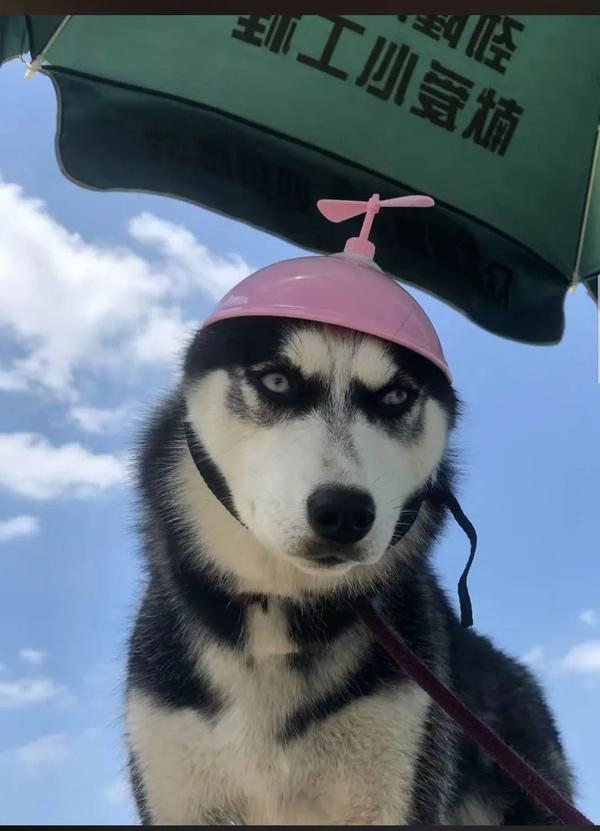 笑出声大爷给柴犬狗子带上了戴铁盆头盔秒变表情包