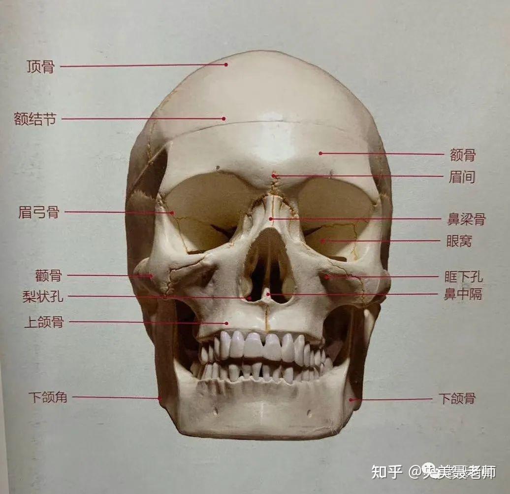 1,定出整体头骨大的框架,注意大小透视,以及头颅和下颌的形状特征2,铺