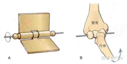 铰链关节 hinge joint,又称为滑车/屈戌关节,与门铰链类似,由