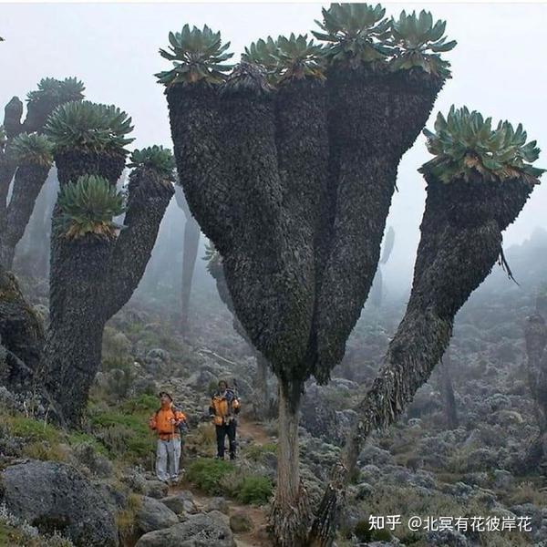 生长在地球上的外星植物,对于这些奇特的植物,你有什么另类的看法与