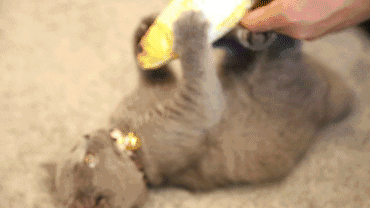 何以解忧唯有撸猫叫你如何讨好四脚兽