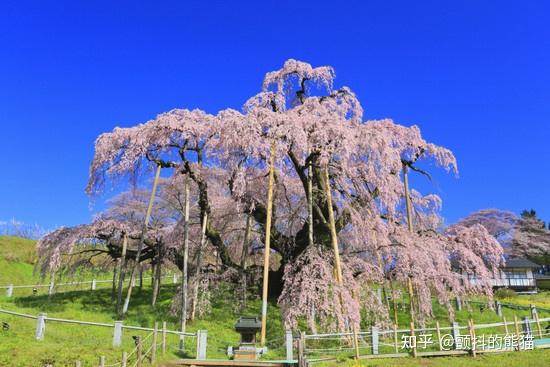 江户彼岸樱