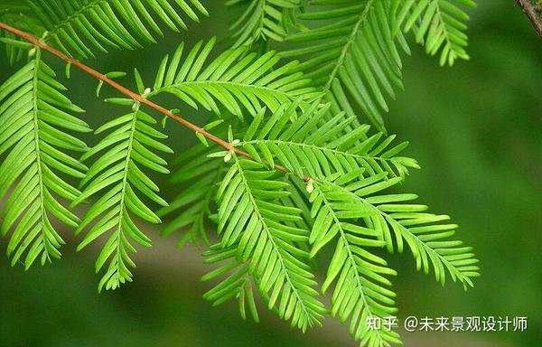 简单三步法快速区分水杉,落羽杉和池杉