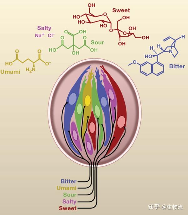 虽然五种味觉细胞重合分布,但它们通过各自独立的,分离的"专线"将味道