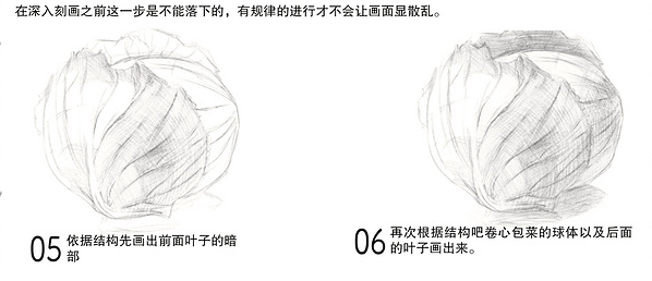 素描静物蔬菜篇之卷心菜圆心菜画法步骤