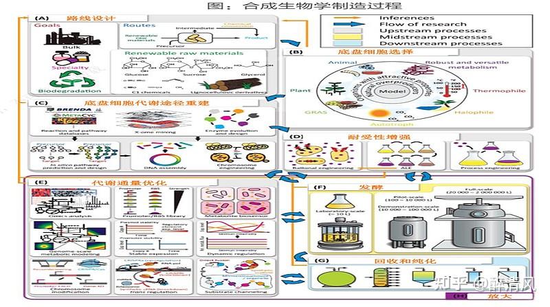 凝新聚力合成未来合成生物学研究报告 知乎