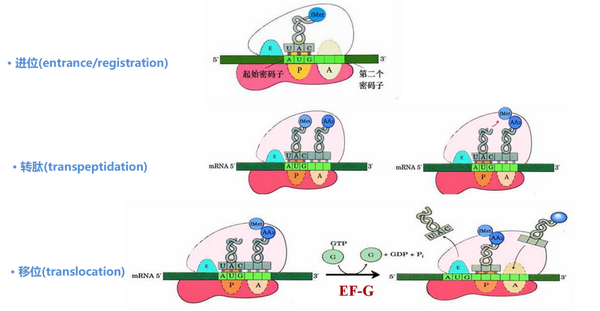 poly(a) tail,多聚核糖体,核糖体a/p/e位点等结构也能帮 翻译过程中