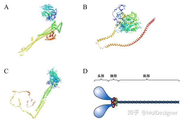 data bank,pdb)检索结果显示,无凡纳滨对虾肌球蛋白的三维结构