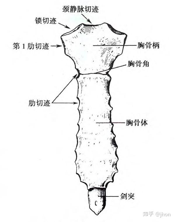 胸骨柄manubrium stemi上宽下窄,上缘中份为颈静脉切迹,两侧有锁切迹