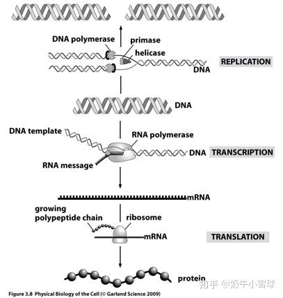 图一:中心法则过程