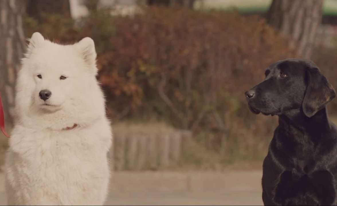 韩国公益广告:无家可归的黑狗