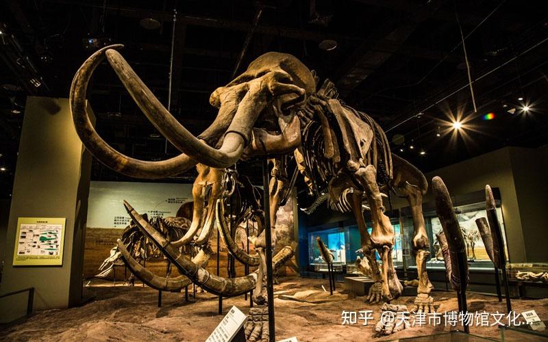 天津自然博物馆里有什么稀奇古怪的收藏丨博览天津20210525
