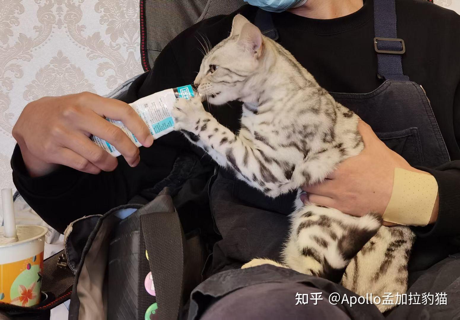 孟加拉豹猫银豹