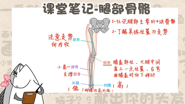 动漫人物的腿部骨骼怎么学习?快来与轻微课一起学习吧