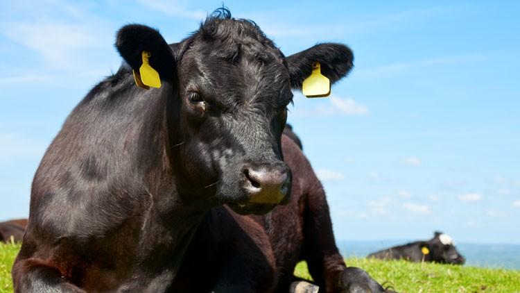 澳洲安格斯牛的品种特点