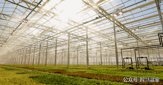 智能玻璃温室大棚在生产应用中的优势