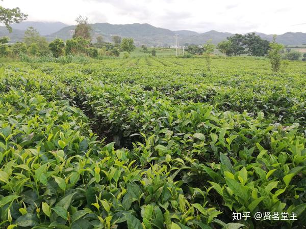 其实严格来讲,准确的定义,应该是 普洱大叶种茶,可细分为 普洱大叶种