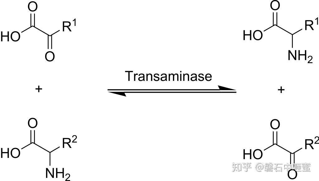 转氨酶 transaminase