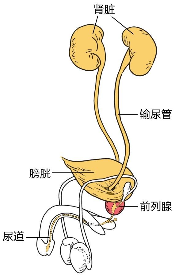 >女性有前列腺吗>前列腺在人体中的位置>前列腺周围有哪些器官>正常