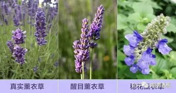 穗花薰衣草