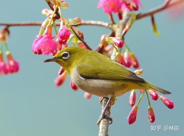 诗人在听到黄鸟的叫声后,想到母亲在世时,七个子女却没有一个能够宽慰